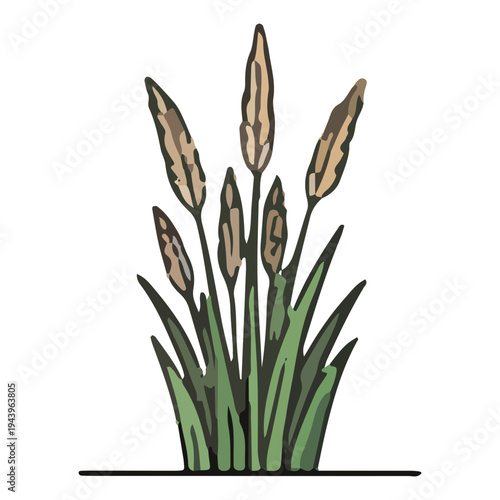Illustration of Cattail Plant