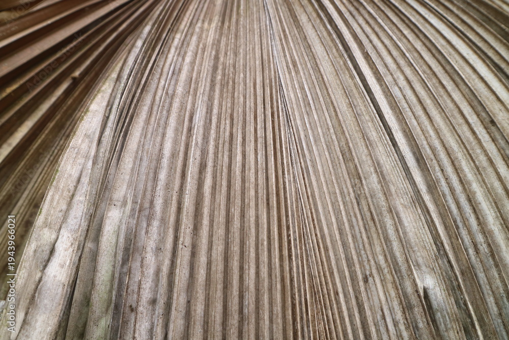 Obraz premium Close-up overhead view of dry palm leaves' intricate texture and veined pattern, showcasing natural organic beauty and a neutral color palette for backgrounds and design