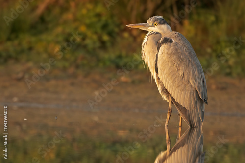 Grey heron standing in calm water at surmise with soft golden light and misty atmosphere. Elegant wild bird in its natural wetland habitat during early morning. Paceful wildlife scene captured.