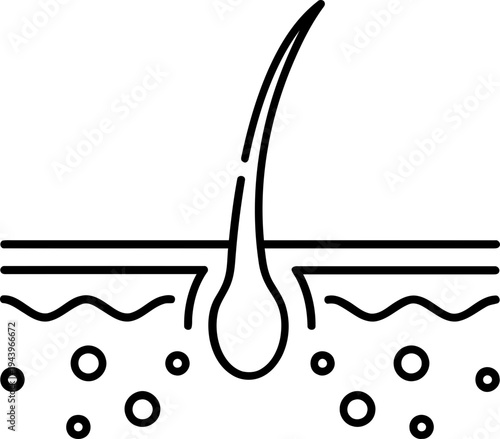 Hair follicle skin anatomy.