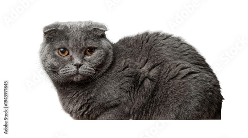 Cuadro en lienzo a fluffy grey scottish fold cat with large, round orange eyes stares intently, its folded ears characteristic of the breed, captured with a transparent background
