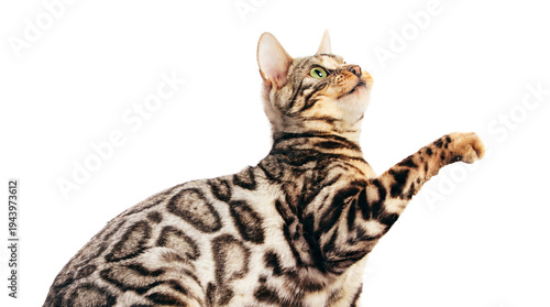 Quadro su tela close-up png image of a bengal cat's head and raised paw, featuring detailed spotted fur and striking green eyes, isolated on a transparent background