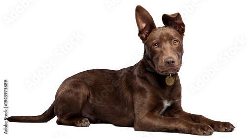 Foto Adorable chocolate brown puppy with large ears, one perked and one folded, lying down and looking at the camera, isolated on a transparent background