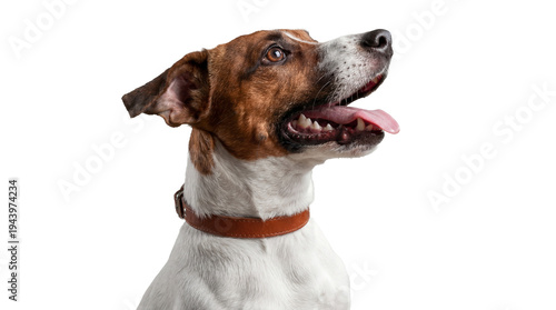Quadro su tela close-up portrait of a happy jack russell terrier dog with mouth open and tongue