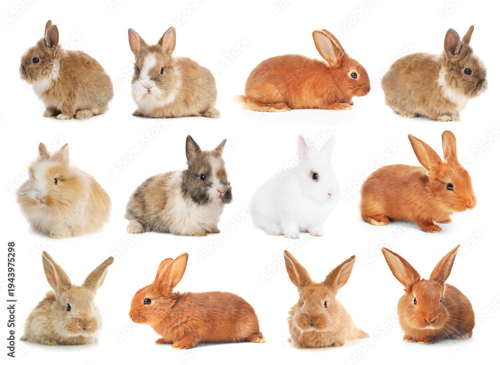 Fototapeta premium Cute fluffy rabbits isolated on white, collage
