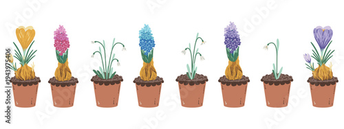 Large set of spring flowers in terracotta pots: crocuses, hyacinths, and snowdrops