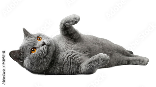 Foto a playful grey british shorthair cat with vibrant orange eyes is captured rolling on its back, paws extended upwards in a gesture of trust and relaxation against a transparent background