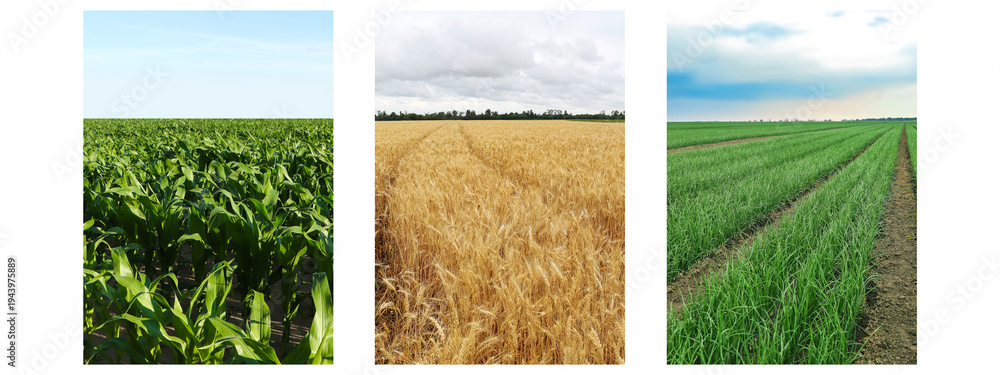 Fototapeta premium Set of fields under beautiful sky. Nature landscape