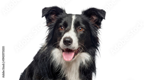 Bilde på lerret black and white border collie dog portrait, panting with tongue out, looking to the side against a transparent background, ideal for graphic design