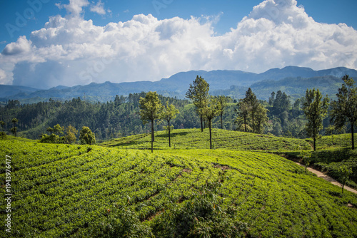 Green Tea Plantation Landscape in Nuwara Eliya, Famous Hill Country of Sri Lanka