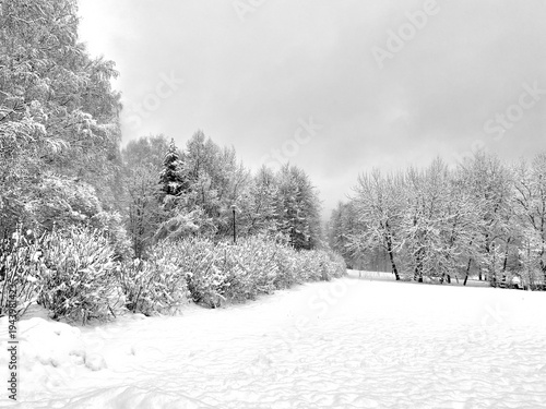 Winter wonderland: trees heavily laden with snow in an urban park.