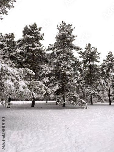 Winter wonderland: trees heavily laden with snow in an urban park.