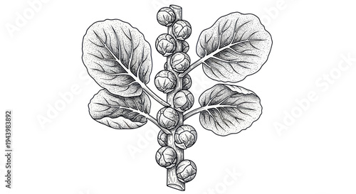 Brussels Sprouts Plant Illustration - Hand-Drawn Vegetable Stem with Leaves