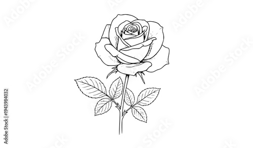 rose, rose sketch, pencil drawing, line art, rose flower, 