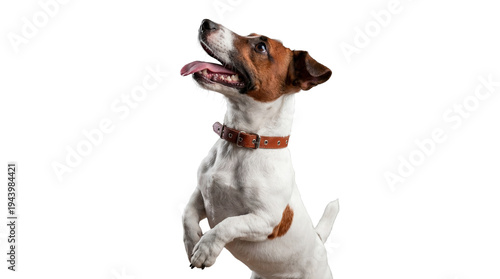 Photography energetic jack russell terrier dog in a playful pose, standing on hind legs with tongue out, against a striking transparent background, highlighting its alert expression and vibrant energy