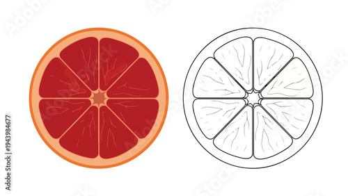 Illustration of a red grapefruit cut in half next to a line drawing of a citrus fruit on a white background.
