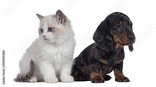 Bild auf Leinwand png image of a blue-eyed ragdoll kitten beside a dachshund puppy, isolated on a transparent background, representing animal companionship