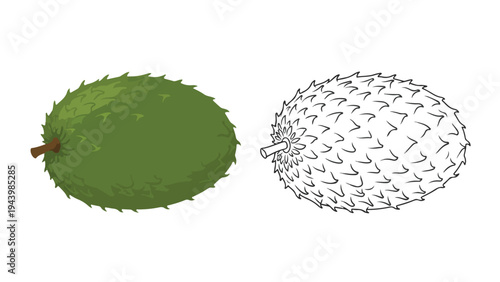 Side-by-side illustration of a green durian fruit with spiky skin and a white durian outline on a plain white background.