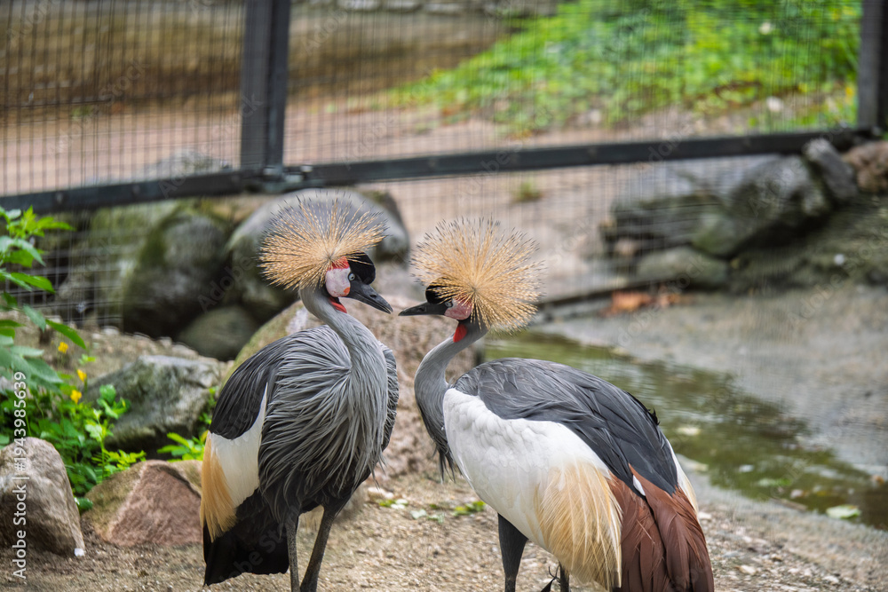 Obraz premium South African Cranes in Their Natural Habitat