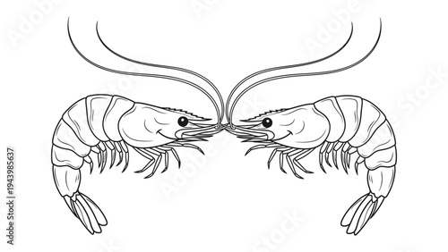 Shrimp outline: Two cartoon Shrimp Line art illustration, featuring detailed outline. seafood ready to be filled with color and creativity.