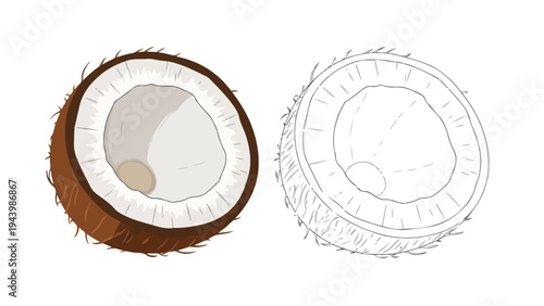 Illustration of a brown coconut with a white interior next to a line drawing of a coconut on a white background.