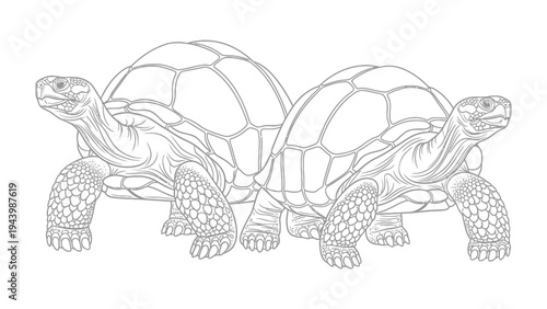 Serene Tortoises: Two stately tortoises, exuding tranquility, stand side-by-side in this detailed sketch, their ancient wisdom apparent in their every contour. 