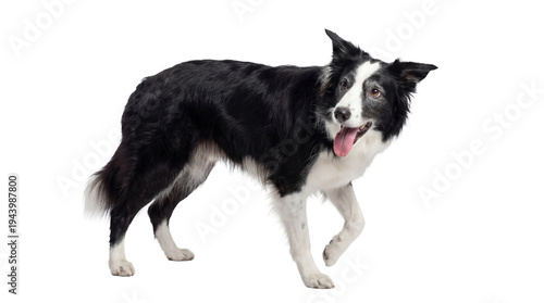 Tableau sur toile isolated action shot of a border collie dog walking with its tongue out on a transparent background, perfect for digital designs