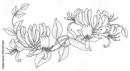 Delicate Honeysuckle Branch Line Art Illustration - Black and White Botanical Drawing