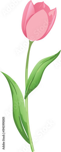 Single Pink Tulip Flower Blooming with Green Leaves on White Background