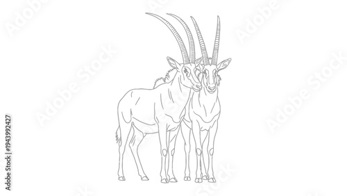Oryx Line Art:A striking line art illustration of a majestic oryx couple, showcasing their elegant horns and graceful forms.