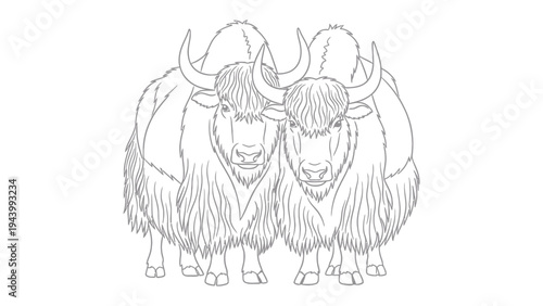 Two Yaks in Harmony: A detailed line drawing showcases two majestic yaks standing shoulder-to-shoulder, their powerful frames and distinct horns a testament to their strength and unity.