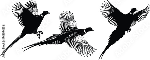 Pheasant flight silhouettes, ascending bird outline, wing spread figure design, tail feather illustration, wildlife motion icon, avian nature art