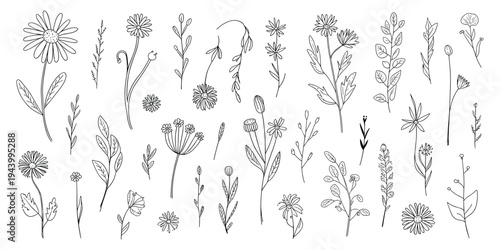 Collection of Delicate Hand- Drawn Floral and Botanical Line Art Elements Keywords: floral, botanical, flowers, plants, leaves