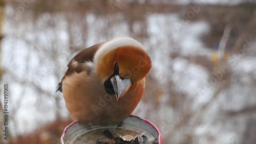 A grosbeak sits on a bird feeder and eats sunflower seeds.