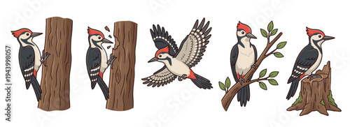Set of cartoon woodpecker bird illustrations showing the animal pecking a tree trunk, flying with spread wings, and perching on a branch and a stump in various poses