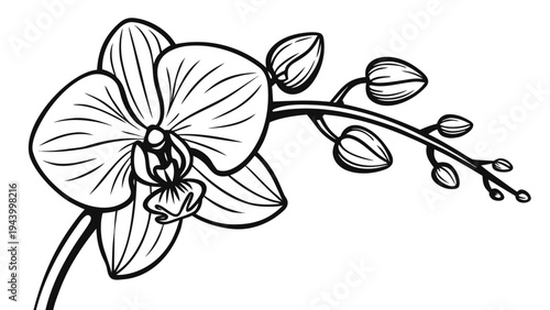 Elegant orchid flower with buds in delicate line art style