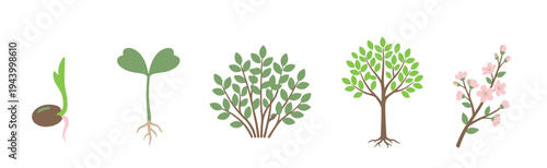 Plant growth stages illustration set showing the life cycle from a sprouting seed and seedling to a bush, tree, and a flowering branch in a flat minimalist style