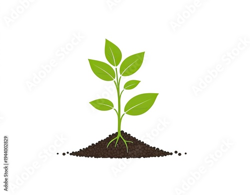 A sprouting plant with green leaves emerging from the earth