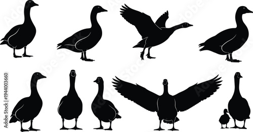Black goose silhouette vector set, flying and standing waterfowl bird collection, farm poultry graphics, wild geese isolated on white background,