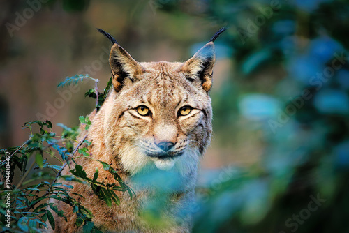 Photography Majestic Eurasian Lynx (Lynx lynx) portrait in its natural forest habitat – Wild