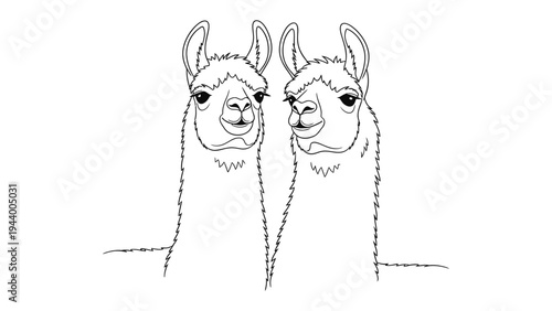 Friendly Llamas: Two charming llama companions stand side-by-side, their expressive faces and unique features capturing a sense of connection and tranquility.