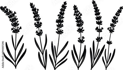 Black lavender flower silhouette vector set, aromatic herbal plant branch collection, floral botanical elements isolated on white background, lavender sprigs,