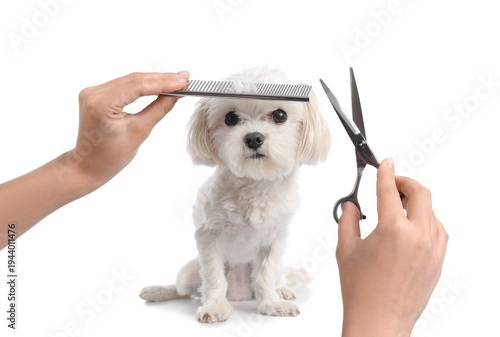 Female groomer with scissor...
