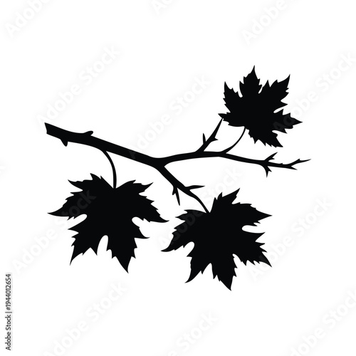 dead maple branch silhouette vector illustration, Silhouette of maple leaves on branch with intricate details silhouette vector illustration