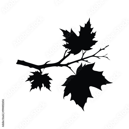 dead maple branch silhouette vector illustration, silhouette of maple leaves on branch with detailed illustration vector design