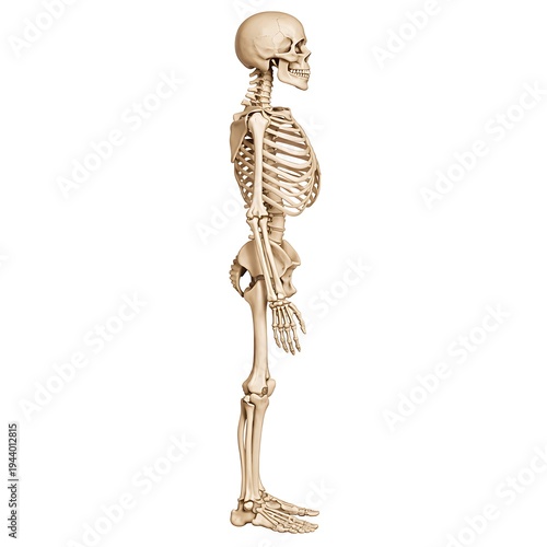 Side view of human skeleton anatomy 3D illustration isolated on white background