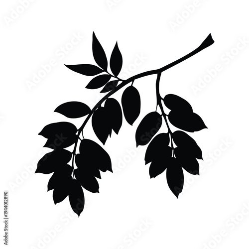 ash tree branch silhouette vector illustration, Silhouette of leafy branch with intricate details in black and white silhouette vector illustration