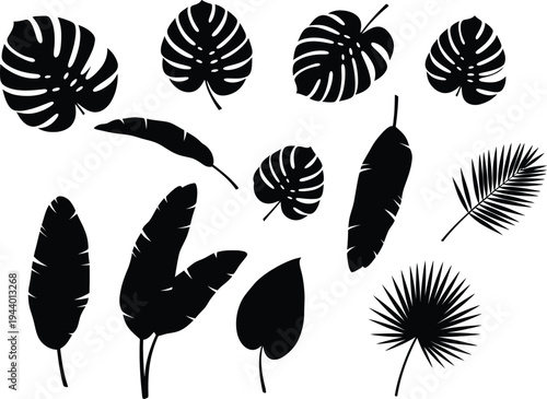 Tropical Foliage: A captivating collection of tropical leaves in striking silhouettes, perfect for adding a touch of exotic flair to your creative projects.