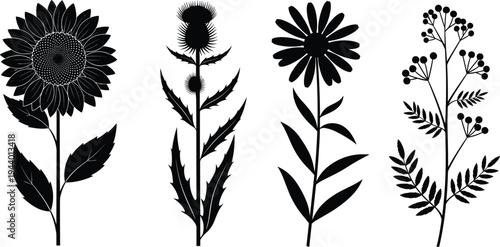 Botanical flower silhouettes set, sunflower thistle daisy wildflower branches, black plant illustration, minimalist floral vector collection, nature clipart for design, tattoo, logo, decoration