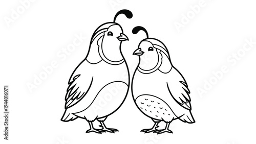 Quail Couple: A charming illustration of two quail, one slightly larger than the other, standing side-by-side. Their distinctive crests are perked, and their small.